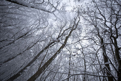 Low angle view of bare trees in winter