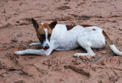 High angle view of dog relaxing on field