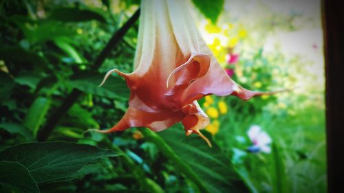 Close-up of flower blooming outdoors