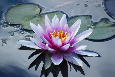 Close-up of lotus water lily in pond