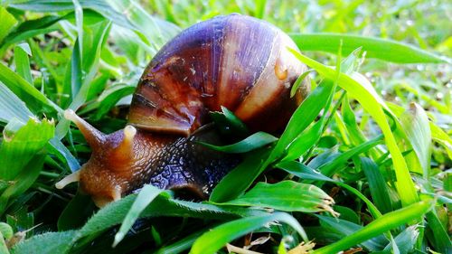 Close-up of snail on grass