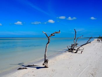 Driftwood on beach against blue sky