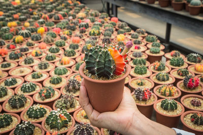 High angle view of person holding potted plant