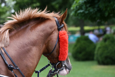 Close-up of a horse