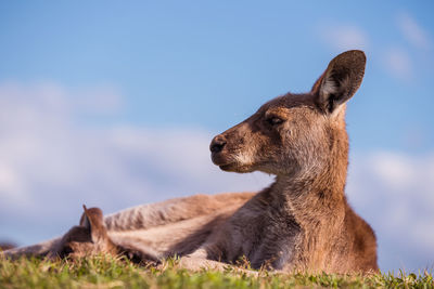 Kangaroo in a field