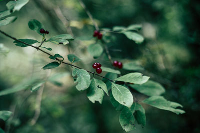 Close-up of red berries on plant