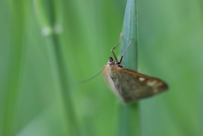 Close-up of insect on leaf