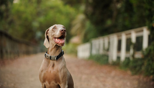 Close-up of dog