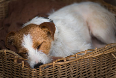 Close-up of an animal sleeping in basket. dog sleeping in a basket. 