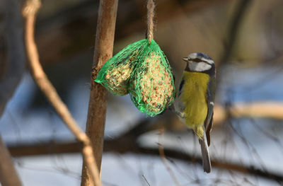 Close-up of bird perching on branch