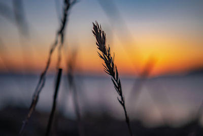 Close-up of silhouette plants against sunset sky