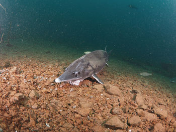 Sturgeon fish swimming in freshwater lake under water