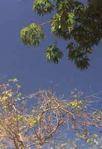 Low angle view of trees