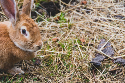 Close-up of a rabbit on field