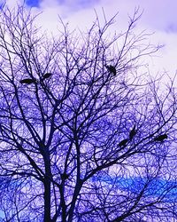 Low angle view of silhouette bare tree against sky