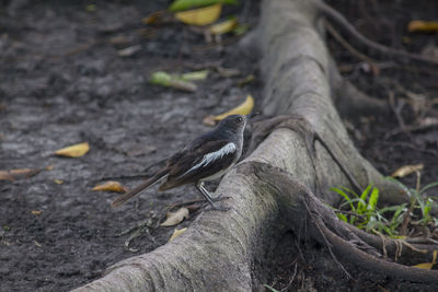 Bird perching on a tree