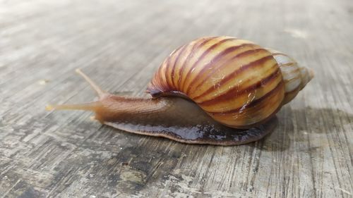 High angle view of snail on table
