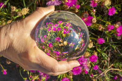 Close-up of hand holding purple flowering plant