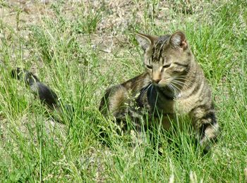 Cat in a field