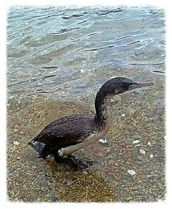 Close-up of bird