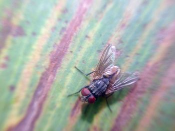 Close-up of insect on leaf