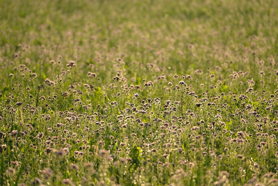 Frontview blurred purple scorpionweed flowers shortly before sunset. field , raindrops and bokeh