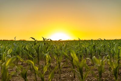 Scenic view of field against orange sky