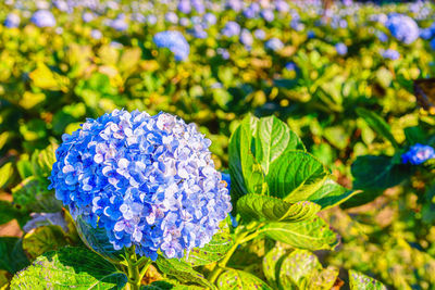 Close-up of purple flowering plant