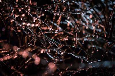 Full frame shot of spider web on tree