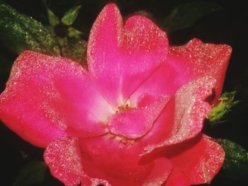 Close-up of pink rose flower