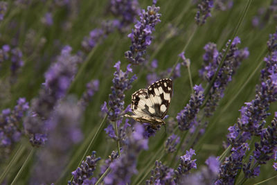 Close-up of butterfly on purple flower