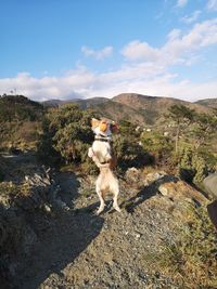 View of a sheep on landscape against sky