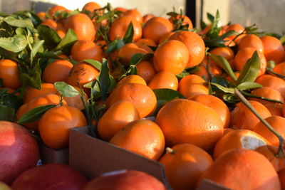 Close-up of orange fruits