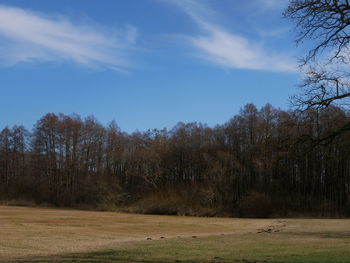 Trees in forest against sky