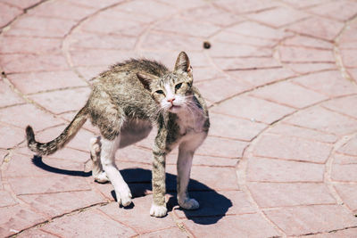 High angle view of cat on footpath