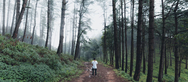 Rear view of person walking on footpath amidst trees in forest