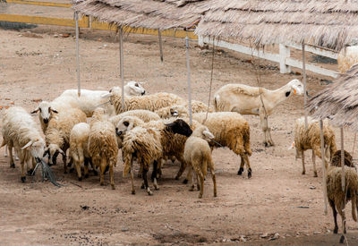 Sheep grazing on field