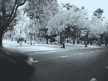 tree