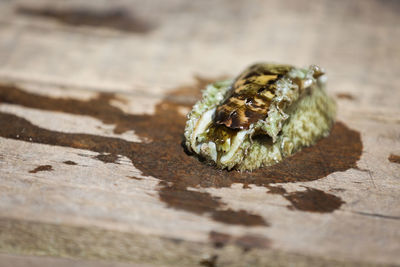 Close-up of bee