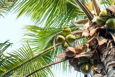 Green coconut fruit on coconut tree.