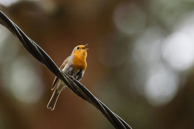 Close-up of bird perching on twig