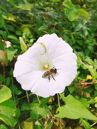 Close-up of white flower