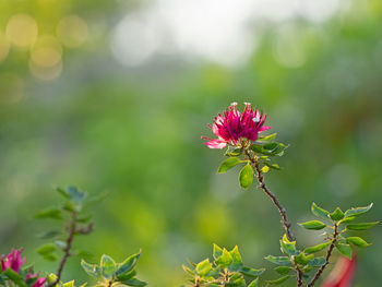 Close-up of pink flowering plant