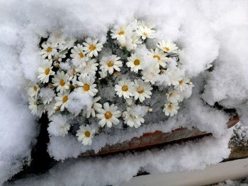 Close-up of frozen flowers