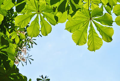 Low angle view of tree against clear sky on sunny day