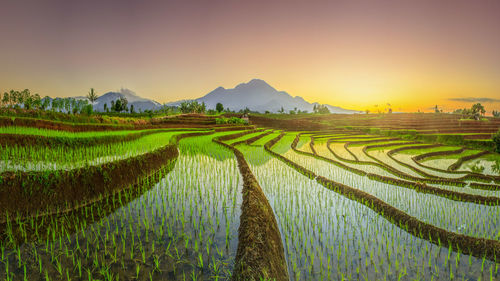 Scenic view of agricultural field against sky during sunset