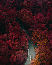 High angle view of trees by road during autumn