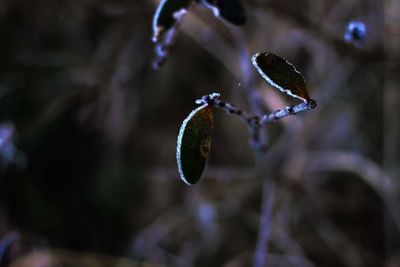 Close-up of water drops on plant