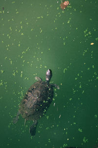 High angle view of turtle in sea