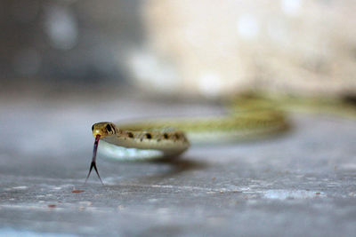 Close-up of snake sticking out tongue on ground